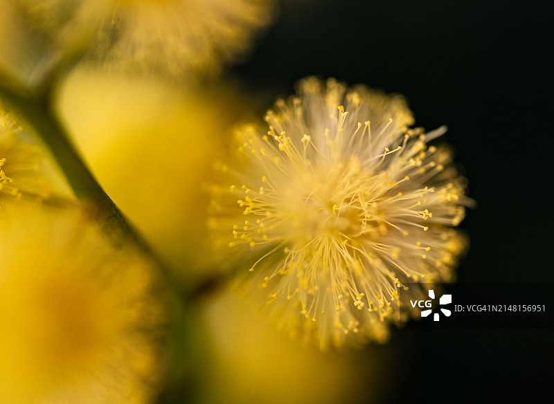 黄色蒲公英花朵特写图片素材