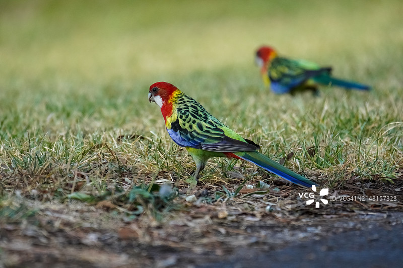 澳大利亚维多利亚州惠勒斯山，栖息在田野上的鹦鹉特写图片素材