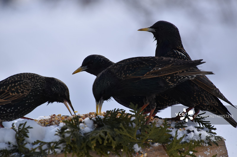 鸟儿栖息在树枝上的特写图片素材