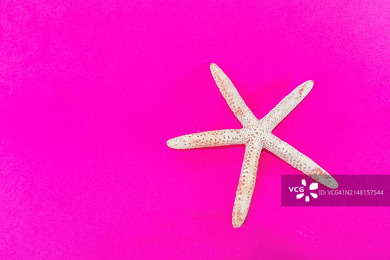 海滩上珊瑚中的海星俯视图图片素材