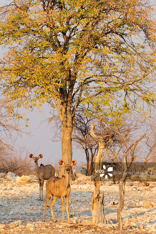 秋季纳米比亚原野上的两只鹿图片素材