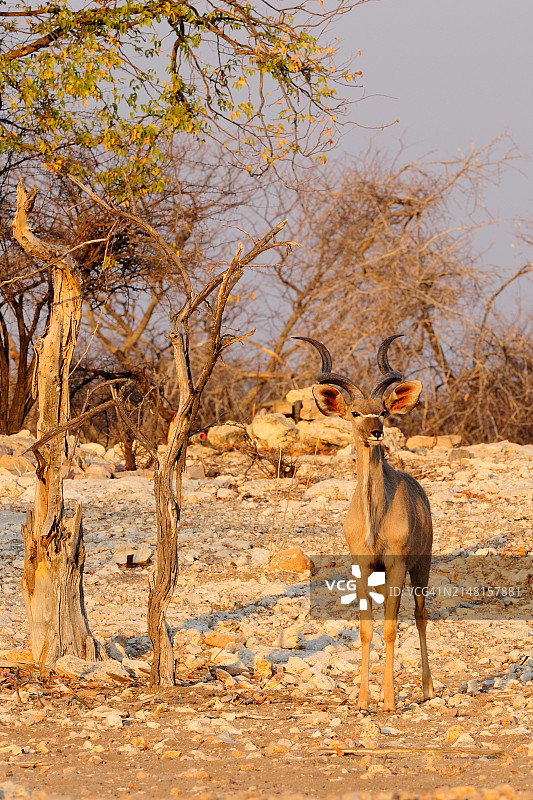 纳米比亚：陆地上站立的鹿的侧面图片素材