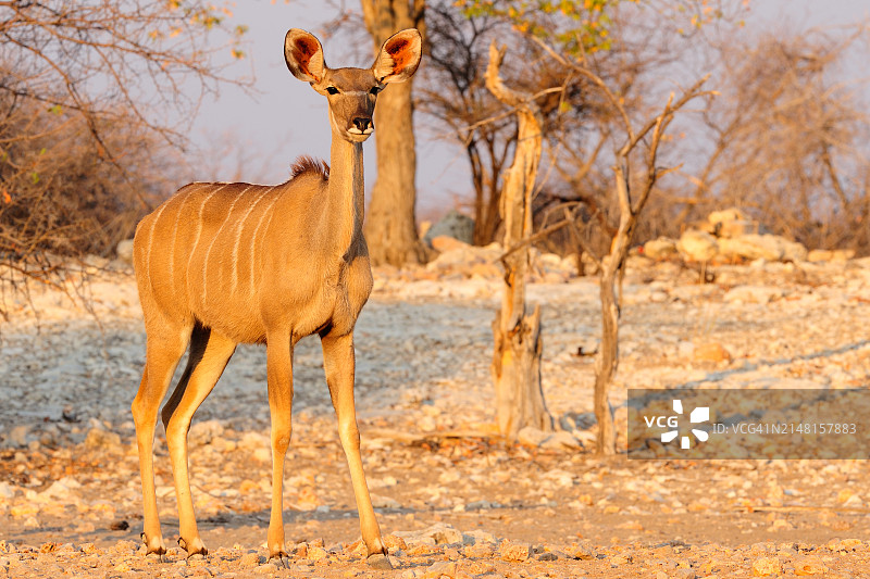 纳米比亚原野上站立的鹿的侧面照图片素材