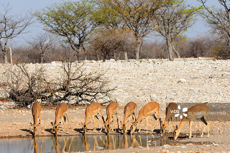 纳米比亚湿地风光图片素材