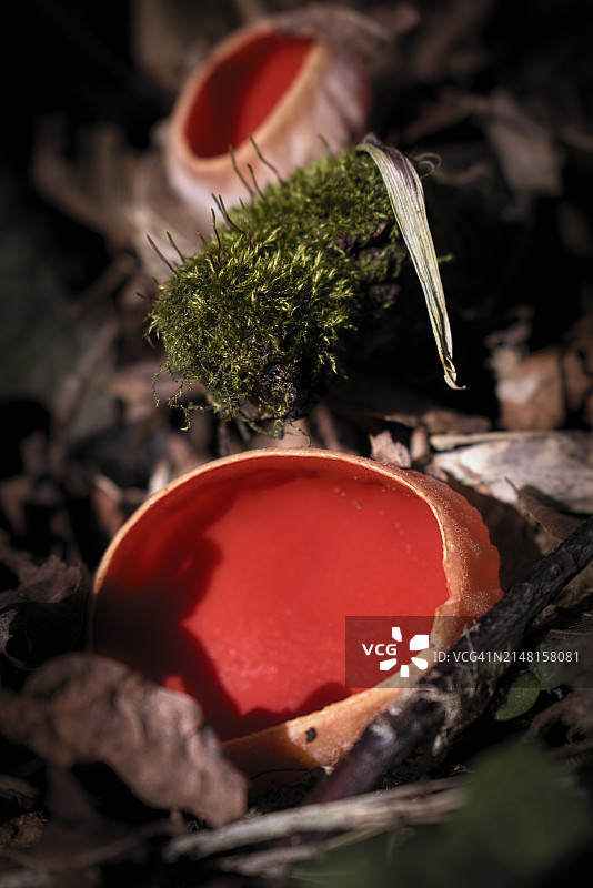 田野植物特写图片素材