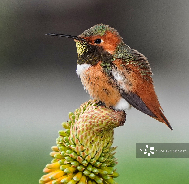 蜂鸟栖息在植物上特写，洛杉矶，加利福尼亚州，美国图片素材