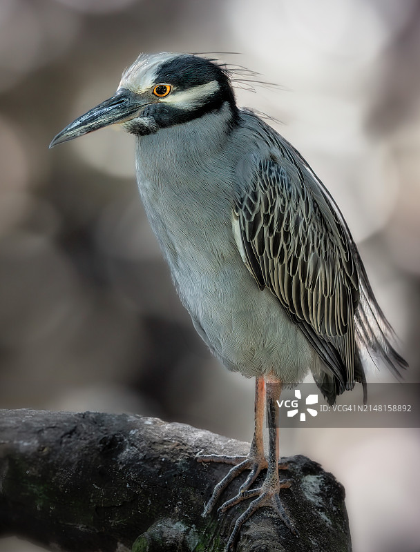 鸻鸟栖息在岩石上特写，美国佛罗里达州图片素材