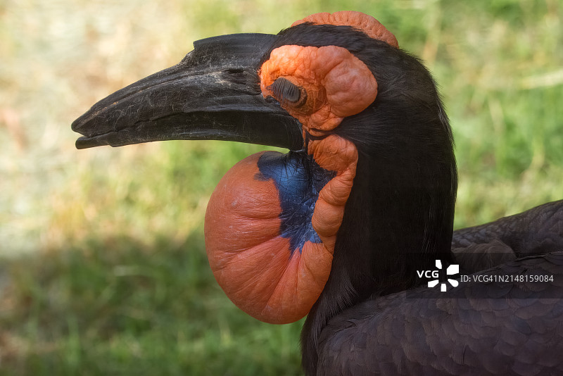 犀鸟栖息在田野上特写，美国俄克拉荷马州塔尔萨图片素材