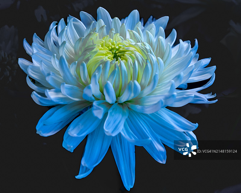 蓝色花朵特写，美国康涅狄格州吉尔福德图片素材