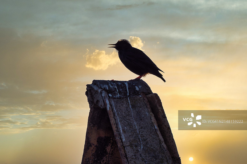 日落时分，仰视视角下的鸣禽栖息在木桩上图片素材