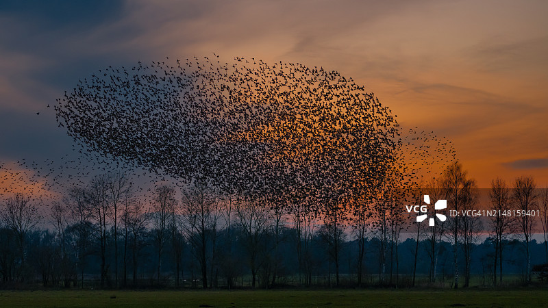 鸟群飞过田野日落剪影图片素材