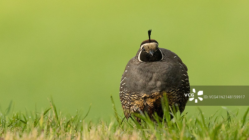 鹌鹑栖息于草地特写，新西兰长湾海滩图片素材