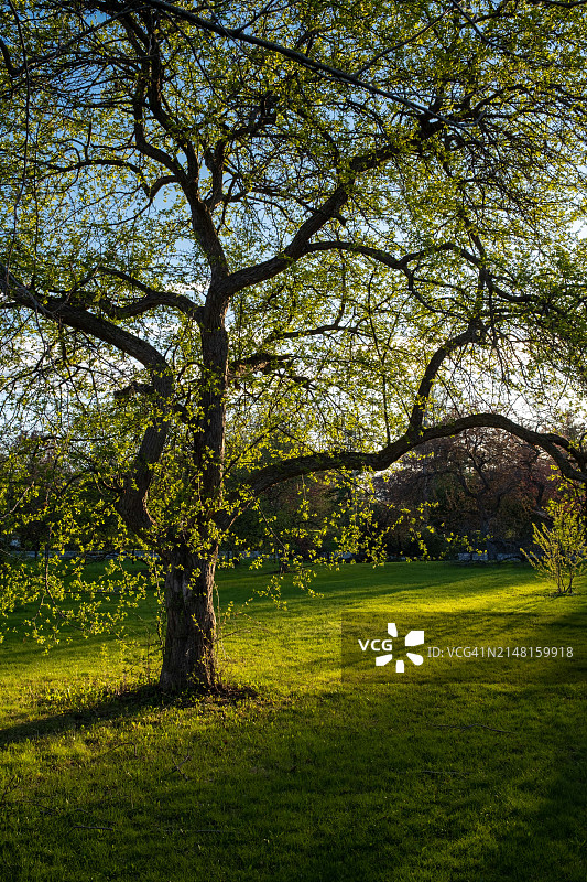 加拿大田野树木图片素材