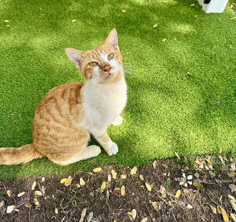 猫咪坐在田野上的俯视角度照片，卡塔尔，赖扬图片素材
