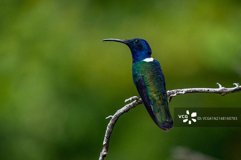 蜂鸟栖息在树枝上的特写镜头图片素材