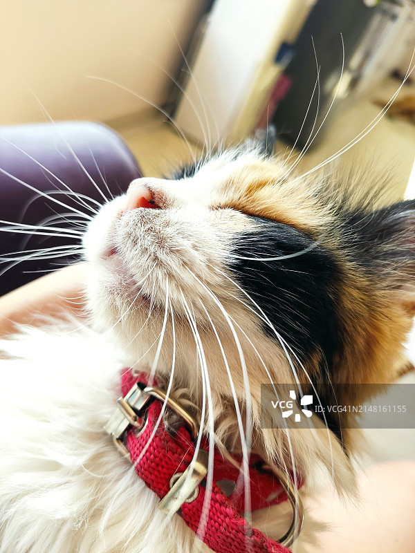 猫特写图片素材