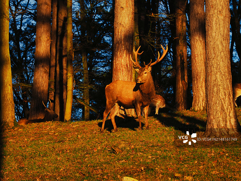 法国秋季森林中的树木图片素材