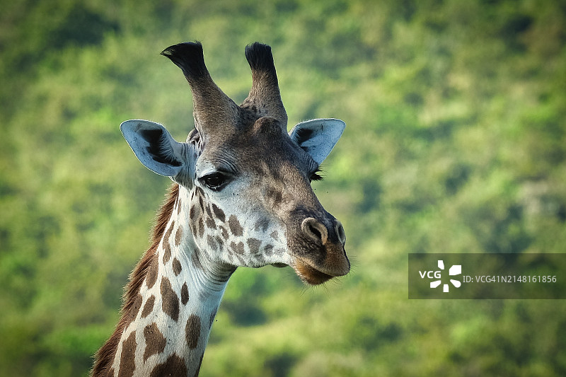 马赛长颈鹿树木背景特写图片素材