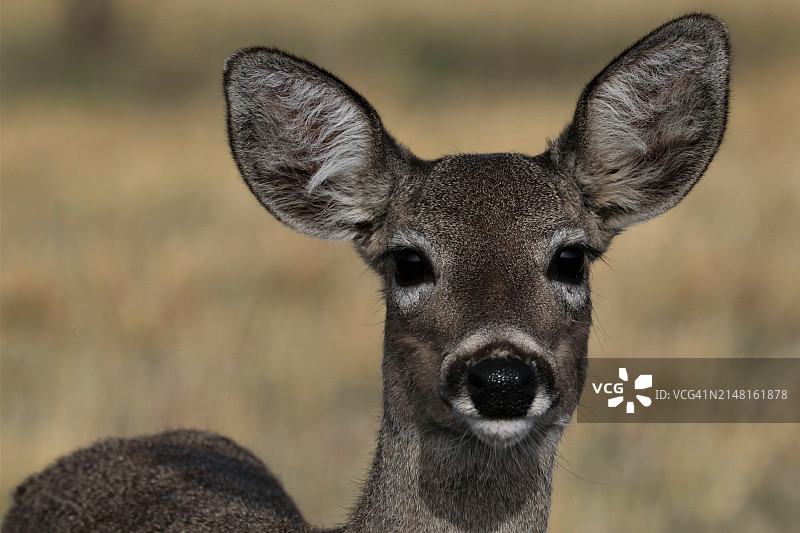 美国亚利桑那州白色动物特写图片素材