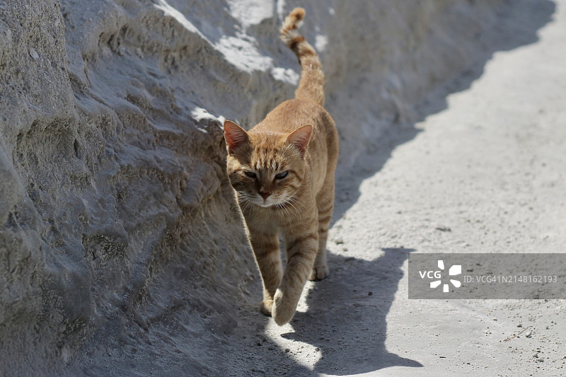 高角度拍摄的在沙滩上行走的猫图片素材
