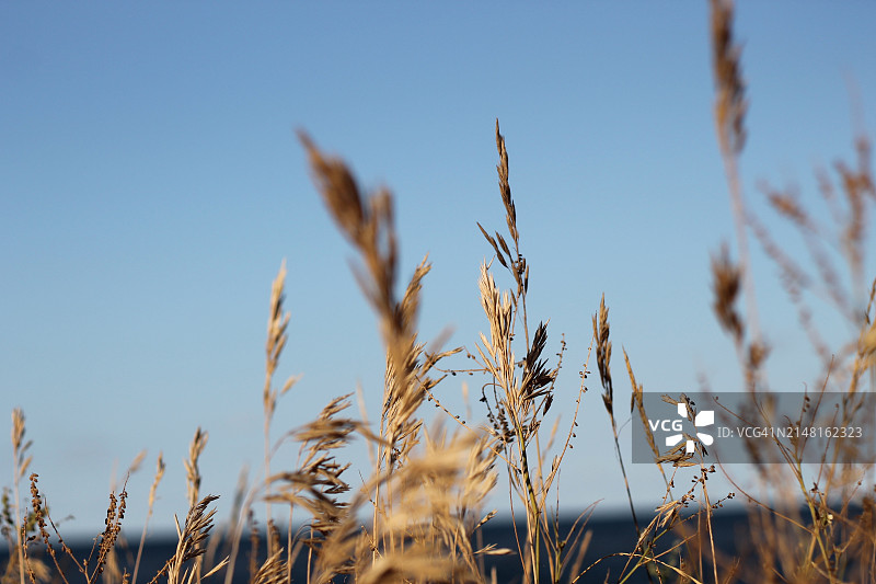 晴空下田野上的农作物特写图片素材