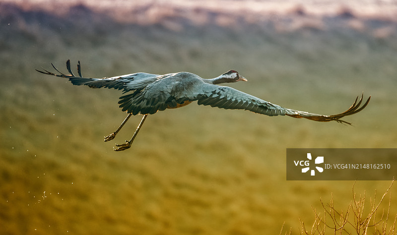 飞 Crane 海上特写图片素材