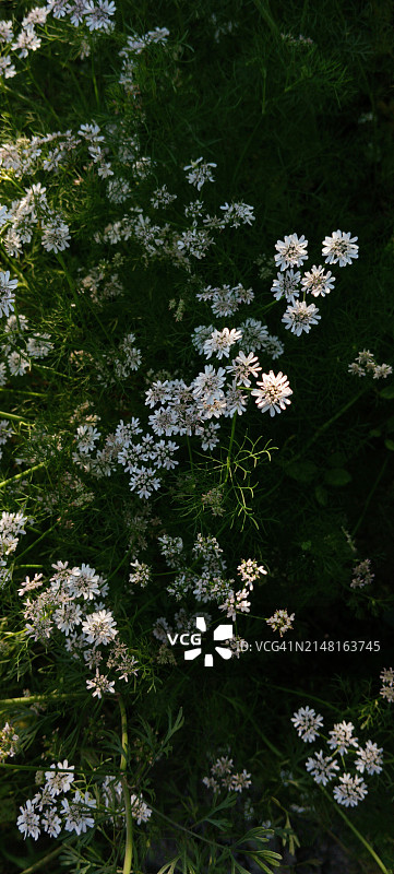 白色开花植物的高角度视图图片素材