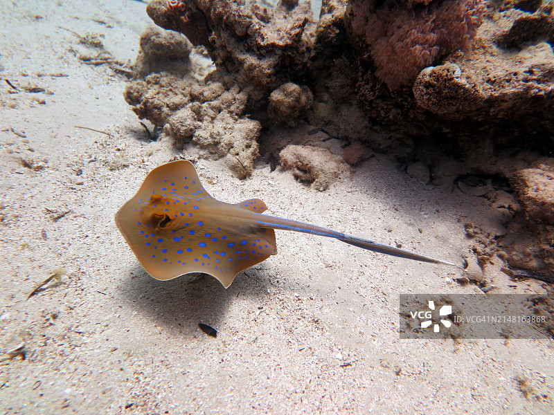 沙滩上死亡的鳐鱼的俯视图图片素材