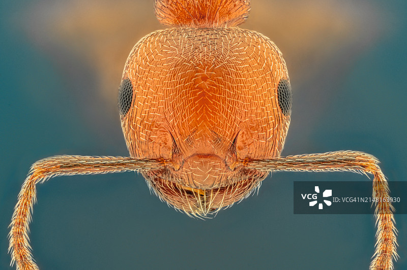 蜘蛛特写图片素材