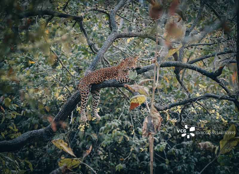 仰视角度拍摄的豹子在树上图片素材