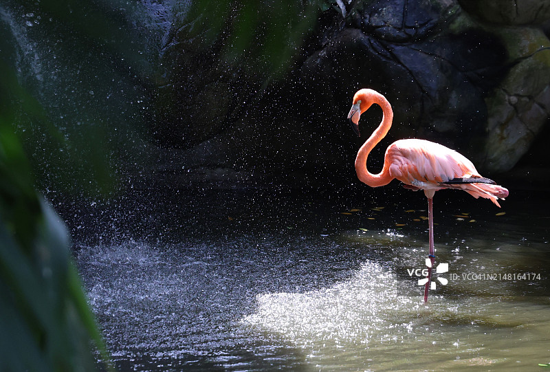 湖中的大红鹳侧视图图片素材