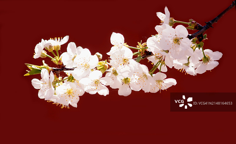 粉色背景下的樱花特写图片素材