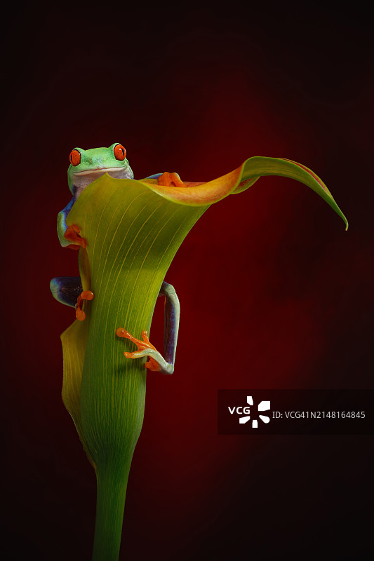 花朵在黑色背景下的特写图片素材