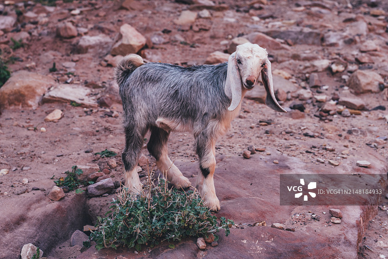 在约旦马安省佩特拉吃草的努比亚山羊图片素材