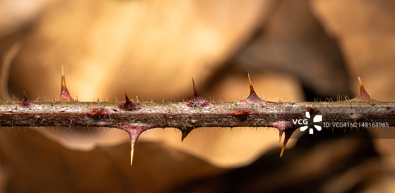 植物上的蚂蚁特写图片素材