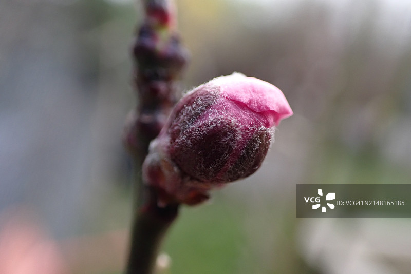 花蕾特写图片素材