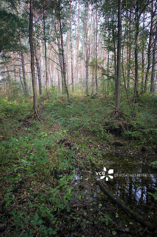乌克兰基辅森林中的树木图片素材