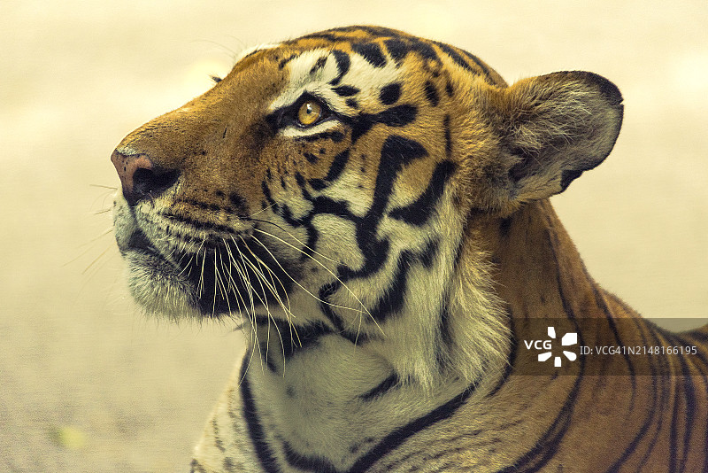 老虎回头特写，印度卡纳塔克邦班加罗尔图片素材