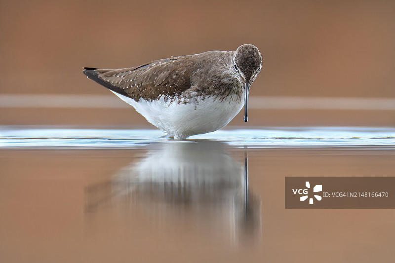 栖息在桌子上的鹬特写图片素材