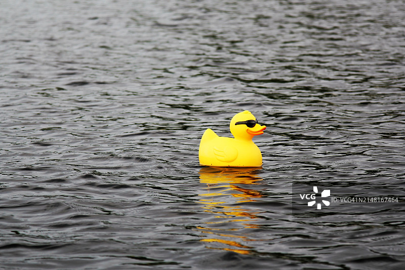 特写：在湖中游泳的鸭子，加拿大图片素材