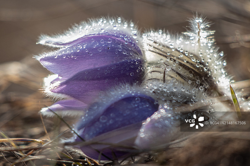 田野上紫色番红花的特写图片素材