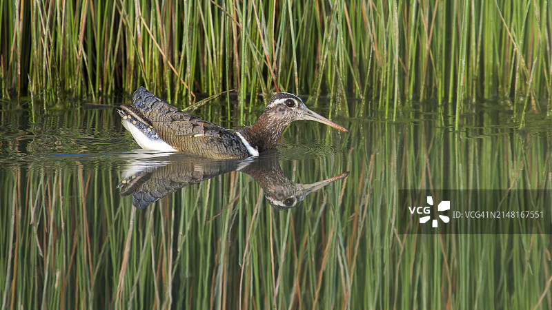 湖中鹬鸟的侧面图图片素材