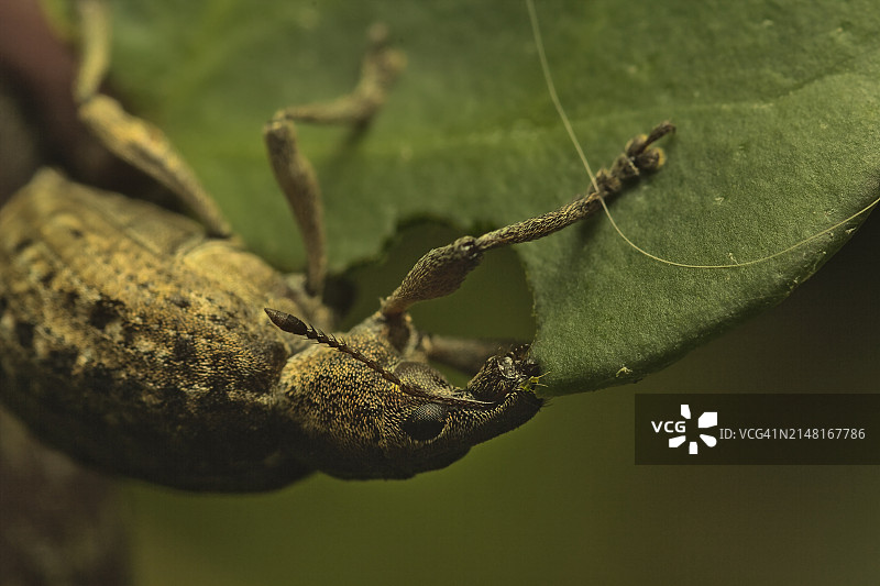 昆虫在植物上的特写图片素材