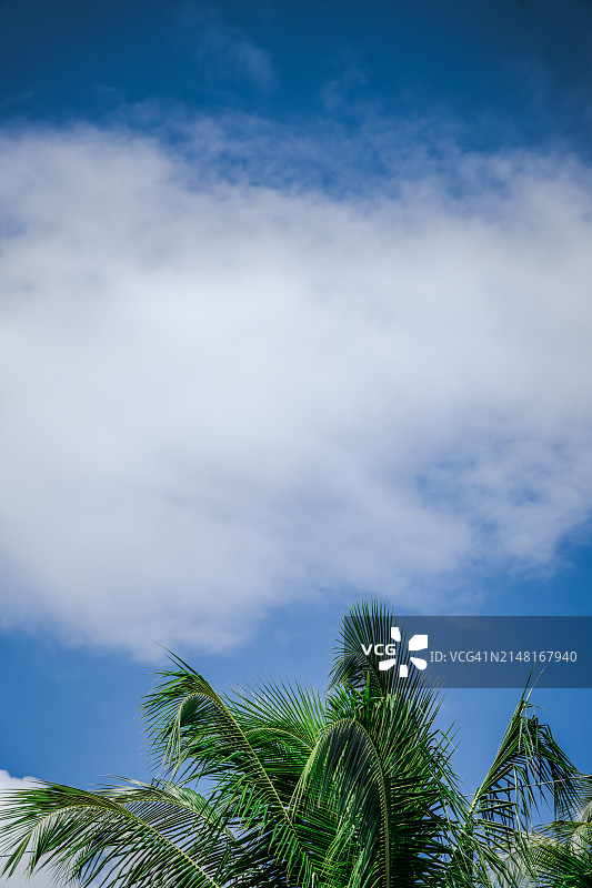 美国佛罗里达州基韦斯特蓝天下棕榈树仰视角度图片素材