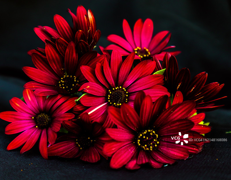 红色花朵特写图片素材