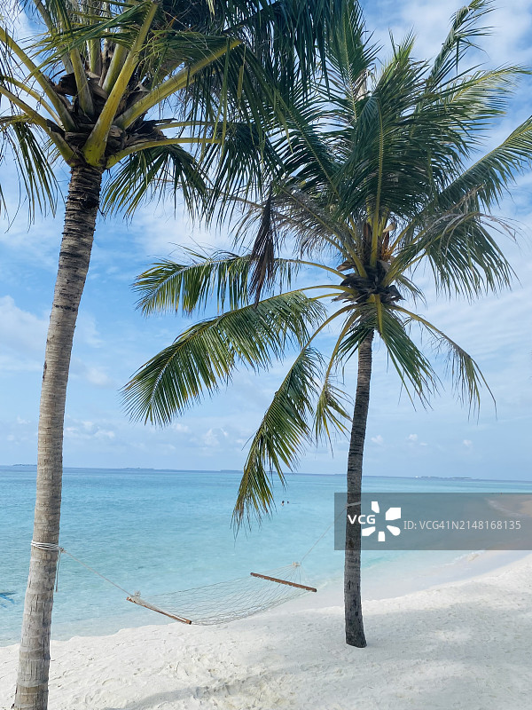 海滩棕榈树风光图片素材