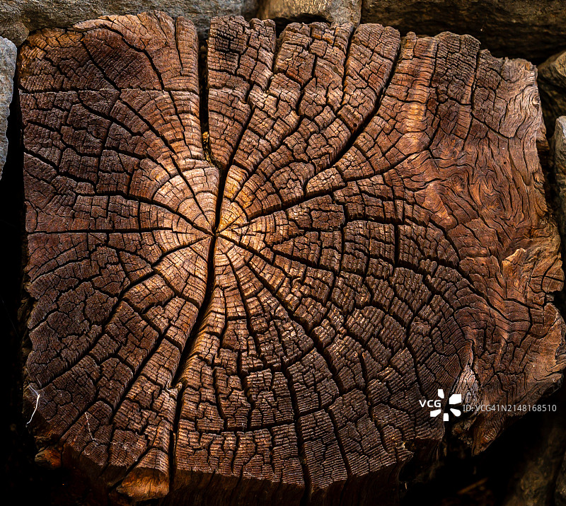 树桩特写图片素材