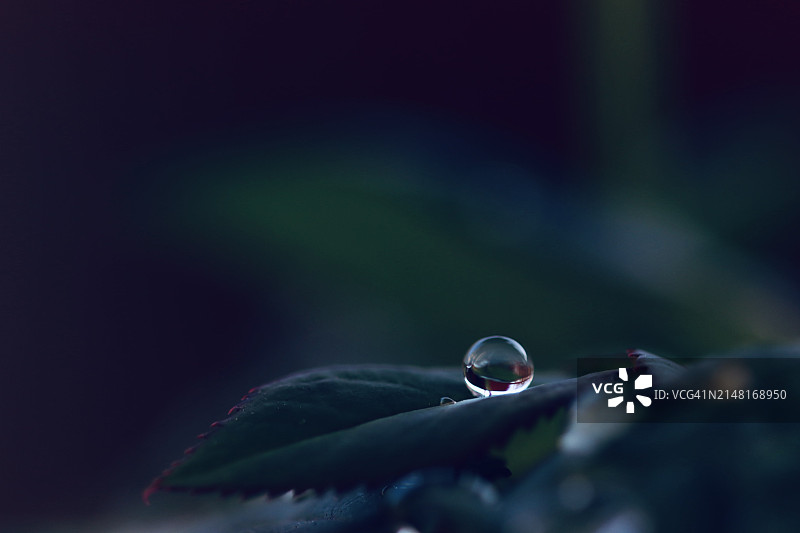 树叶上的水滴特写，德国萨克森州莱比锡图片素材