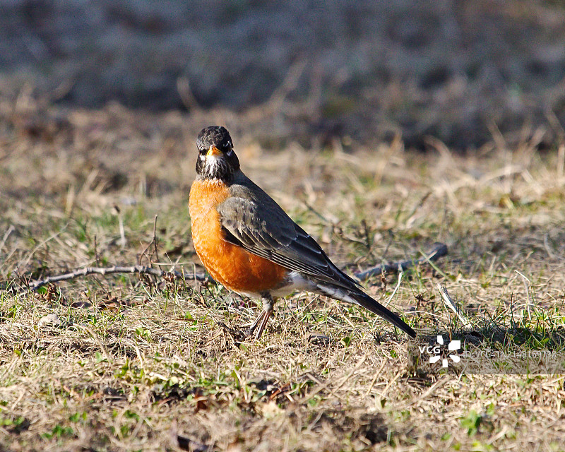 栖息在田野上的美洲知更鸟特写图片素材