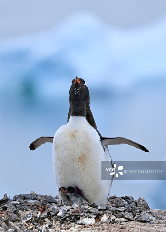 南极洲岩石上的巴布亚企鹅特写图片素材